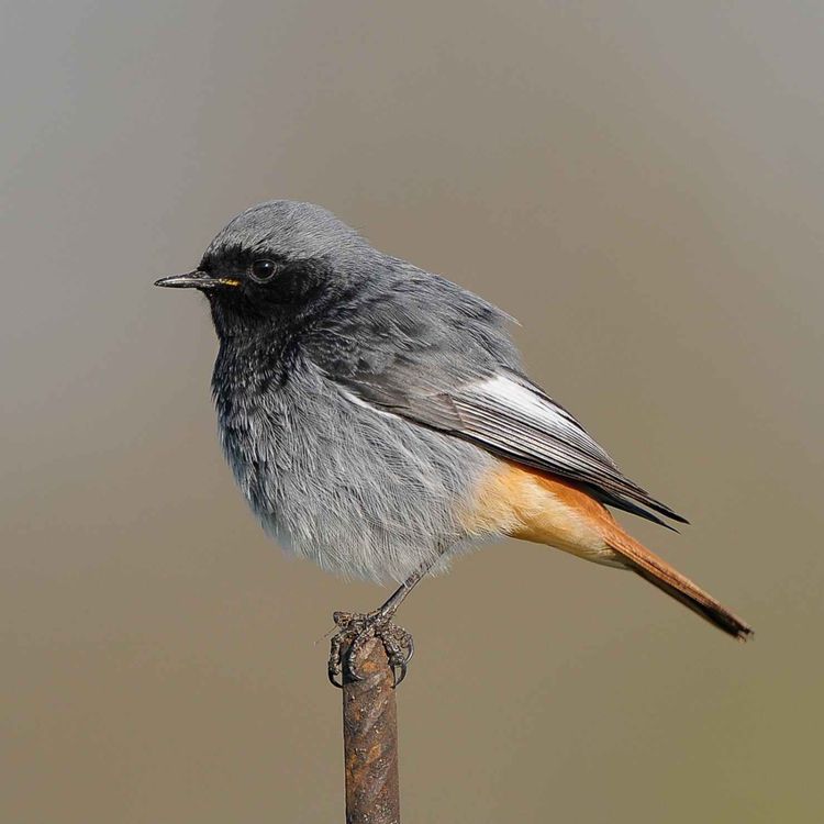 cover art for Le chant du rouge-queue noir
