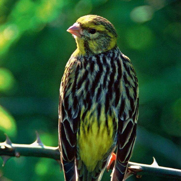 cover art for Le chant du serin cini