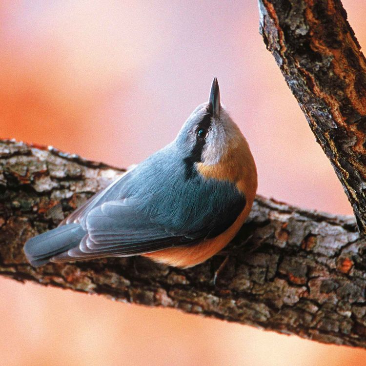 cover art for Le chant de la sitelle torchepot