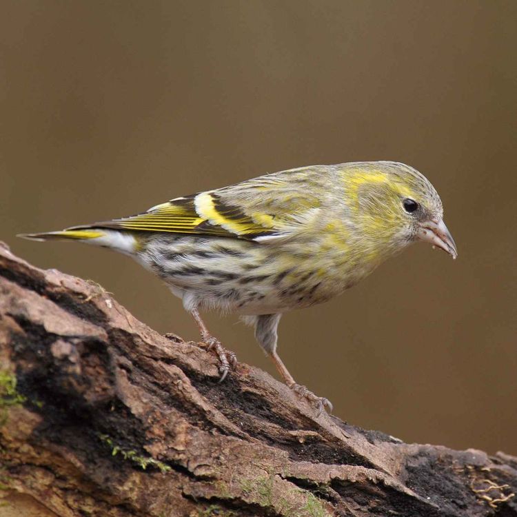 cover art for Le chant du tarin des aulnes