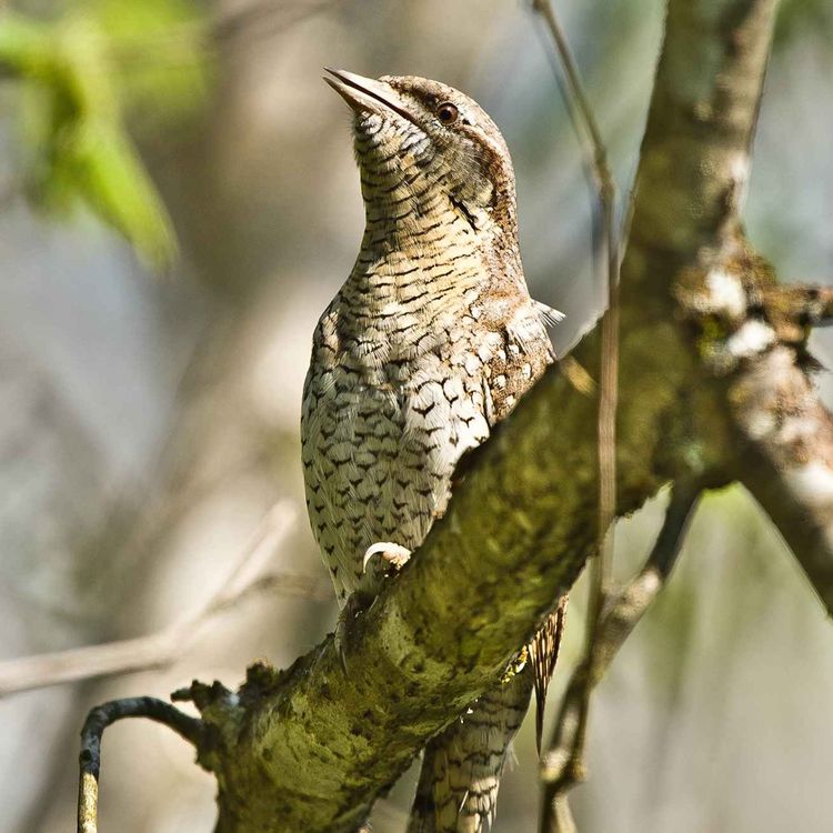 cover art for Le chant du torcol fourmilier