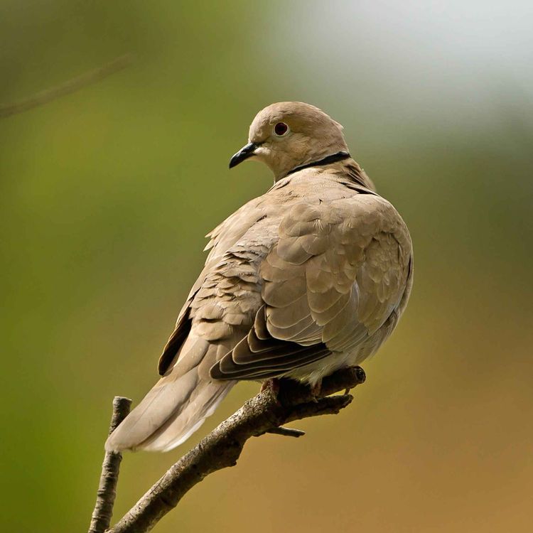 cover art for Le chant de la tourterelle turque