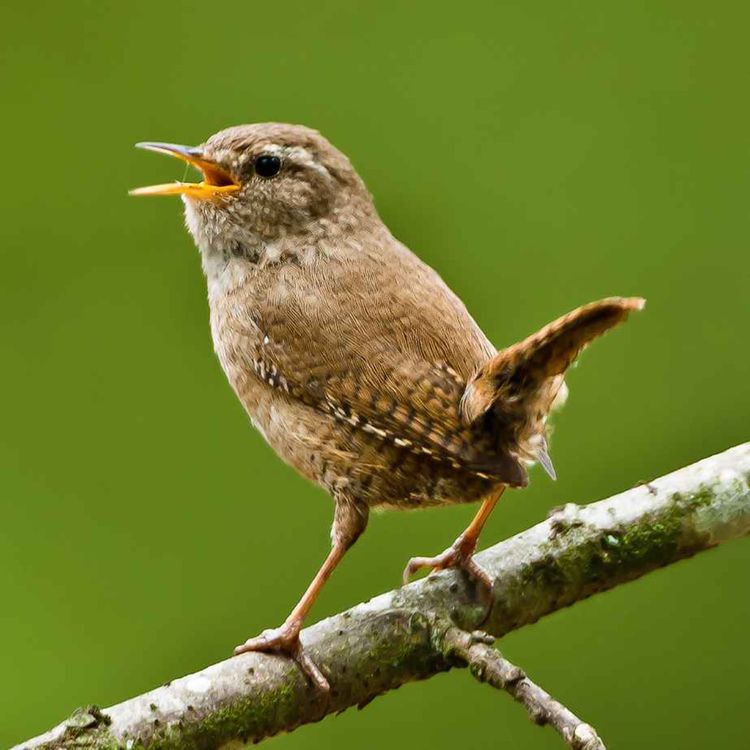cover art for Le chant du troglodyte mignon