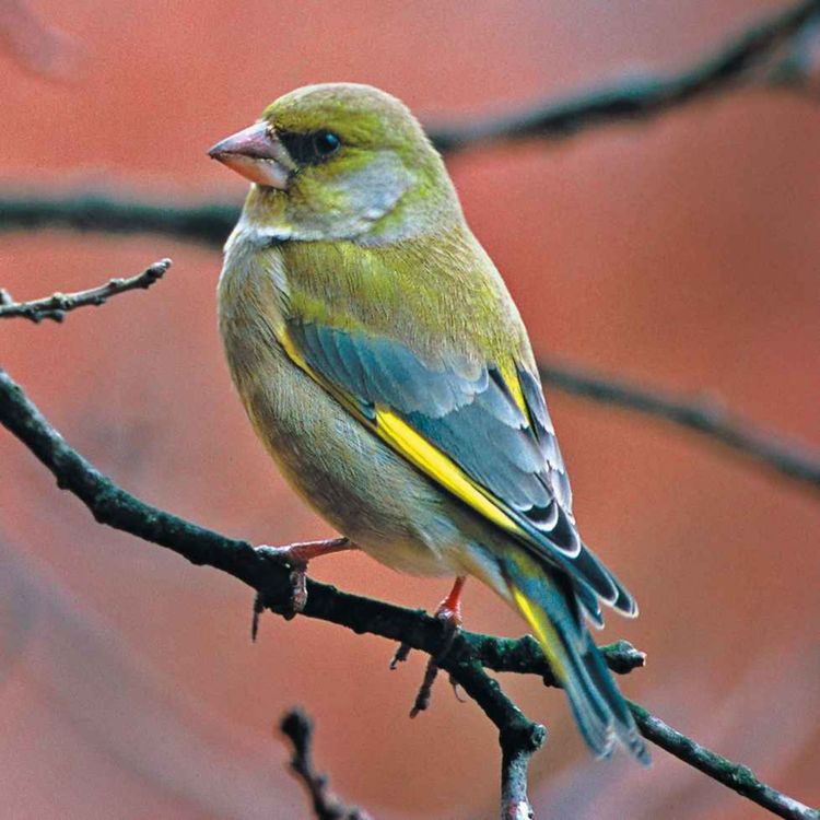 cover art for Le chant du verdier d’Europe