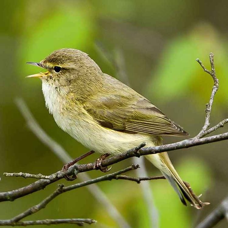 cover art for Chant du pouillot véloce