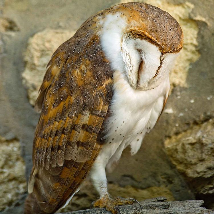 cover art for Le chant de l'effraie des clochers