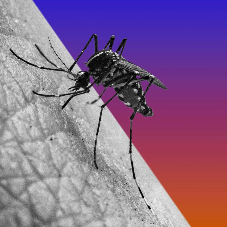 cover art for The Misguided Buzz About Mosquitoes
