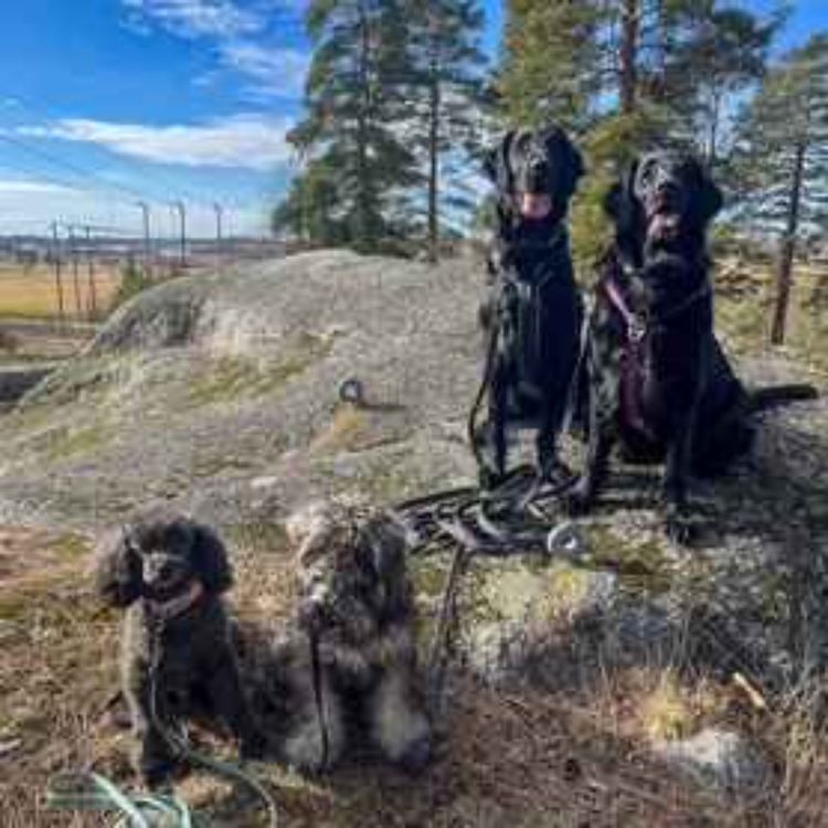cover art for 3. Vackra Sverige - hur kan vi aktivera våra fyrbenta vänner på resan