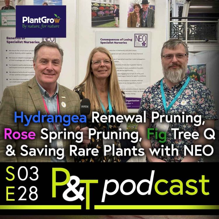 cover art for Hydrangea Renewal Pruning, Rose Spring Pruning, Fig Tree Questions & Specialist Nurseries & Saving Rare Plants