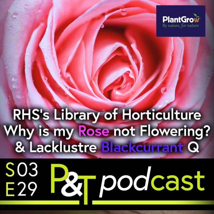 cover art for How can I get More Flowers on my Rose? Royal Horticultural Society's Library of Horticulture & Lacklustre Blackcurrant Question