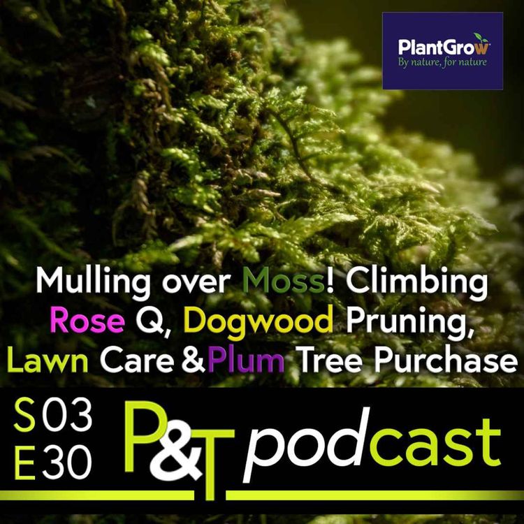cover art for Moss, Love it or Loathe it? - Climbing Rose Q, Dogwood Pruning, Lawn Care & Spontaneous Plum Tree Purchase!