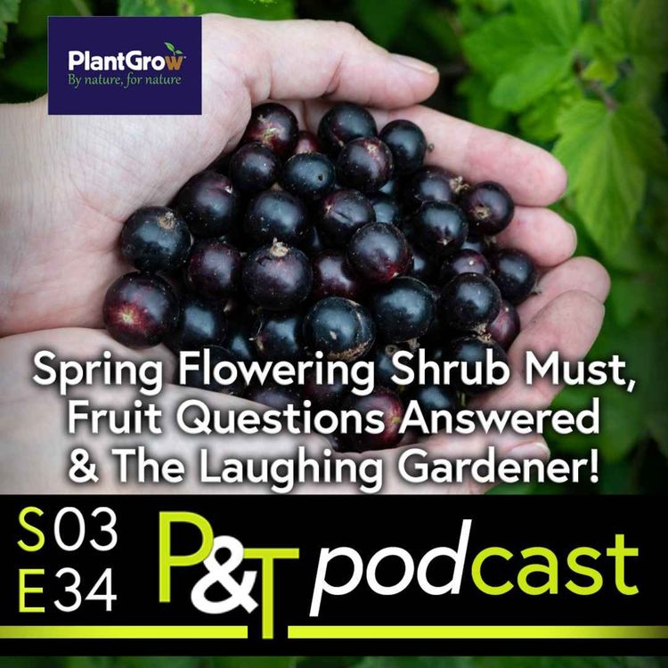 cover art for Unmissable Spring Flowering Shrub Job! Fruit Questions answered (jostaberry, blueberry, apples etc) & Laughing Gardener Joins us!