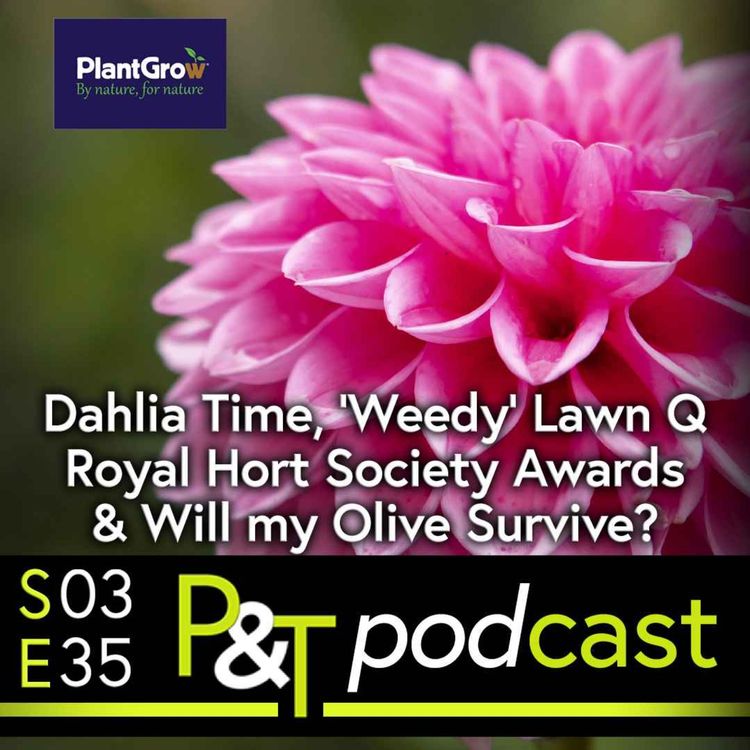 cover art for Dahlia Time! What about Weedy Lawn, Royal Horticultural Society Awards & Will my Olive Survive?