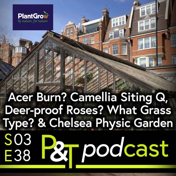 cover art for Acer Burn, Camellia Siting Question, Deer-proof Rose Bush? What Grass Type for my Lawn & Chelsea Physic Garden