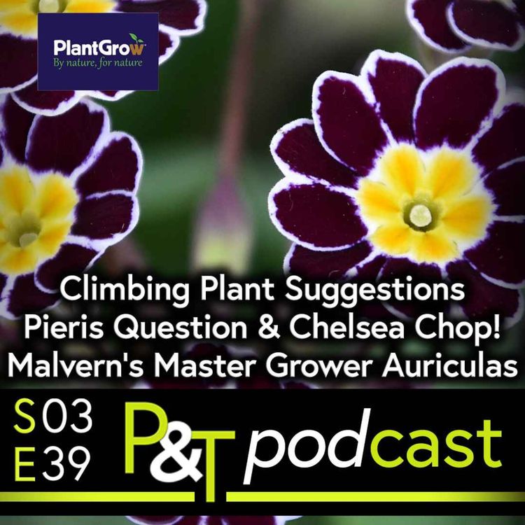 cover art for Best Climbing Plants for Screening? Pieris Varigation Q, Chelsea Chop & Meet Malvern's Master Grower!