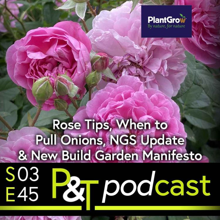 cover art for Rose Tips, When to Pull Onions, NGS/Dragonboat Update & A New Build Garden Manifesto