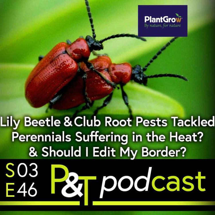 cover art for Lily Beetle & Club Root Qs, Perennials Suffering in the Heat? Plus, Should I Edit my Border?