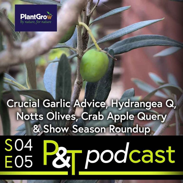 cover art for Crucial Garlic Advice, Hydrangea Q Answered, Notts Olives, Crab Apple Query & Show Season Roundup!