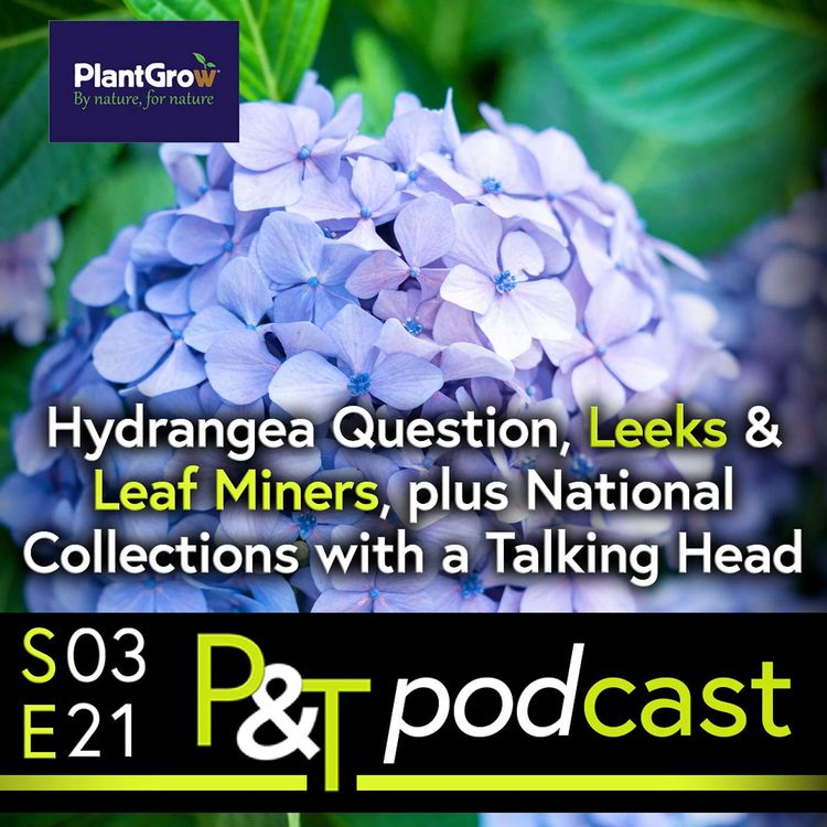 cover art for Hydrangea Question, Leaf Miners & Leeks & Talking Plant Heritage & National Collections with a Talking Head
