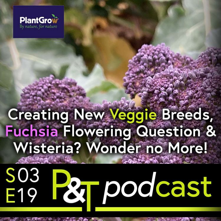 cover art for Creating New Vegetable Breeds, Fuchsia Flowering Question & Wisteria? Wonder no More!