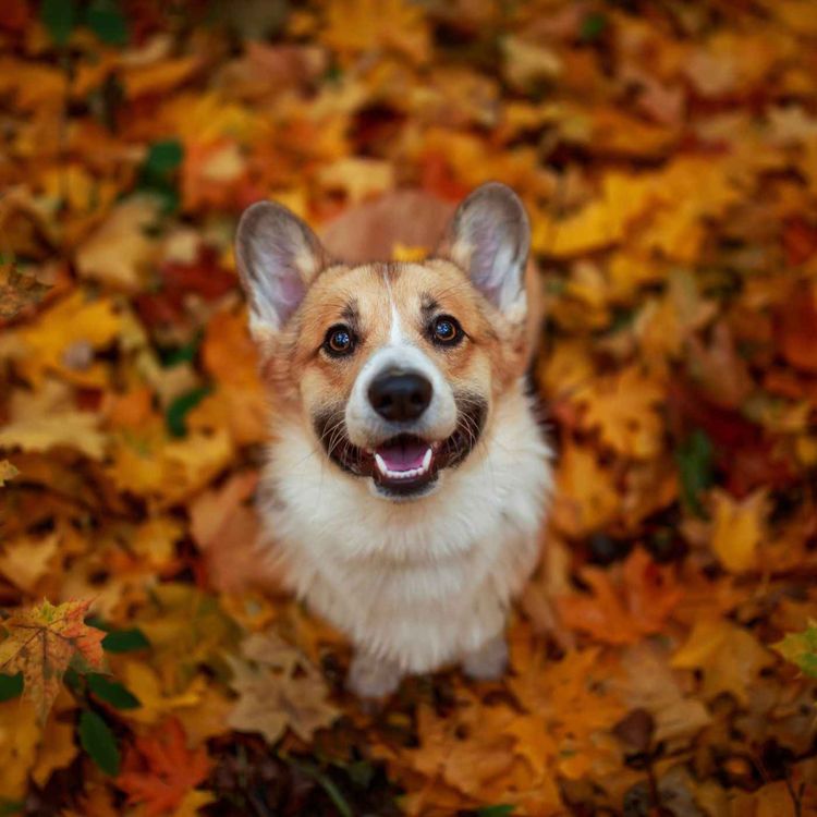 cover art for Cet automne, adoptez les bons gestes pour vos animaux
