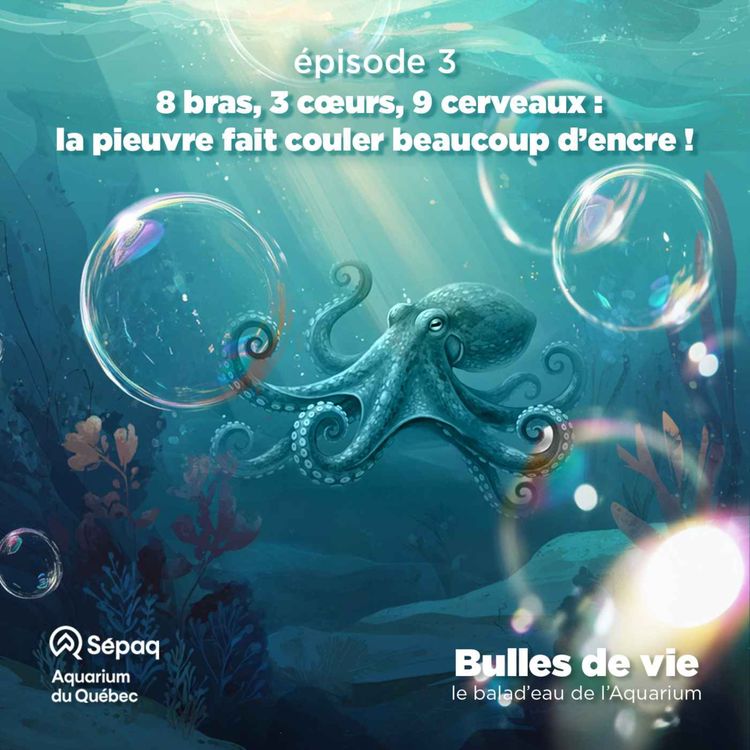 cover art for Épisode 3 - 8 bras, 3 cœurs, 9 cerveaux : la pieuvre fait couler beaucoup d’encre !