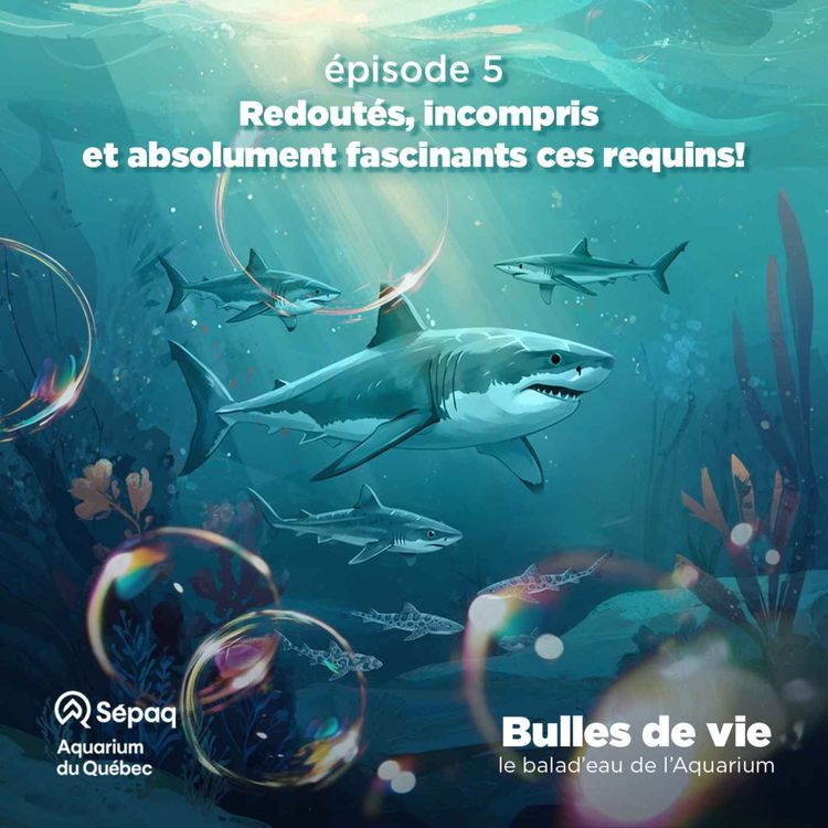 cover art for Épisode 5 - Redoutés, incompris et absolument fascinants ces requins!