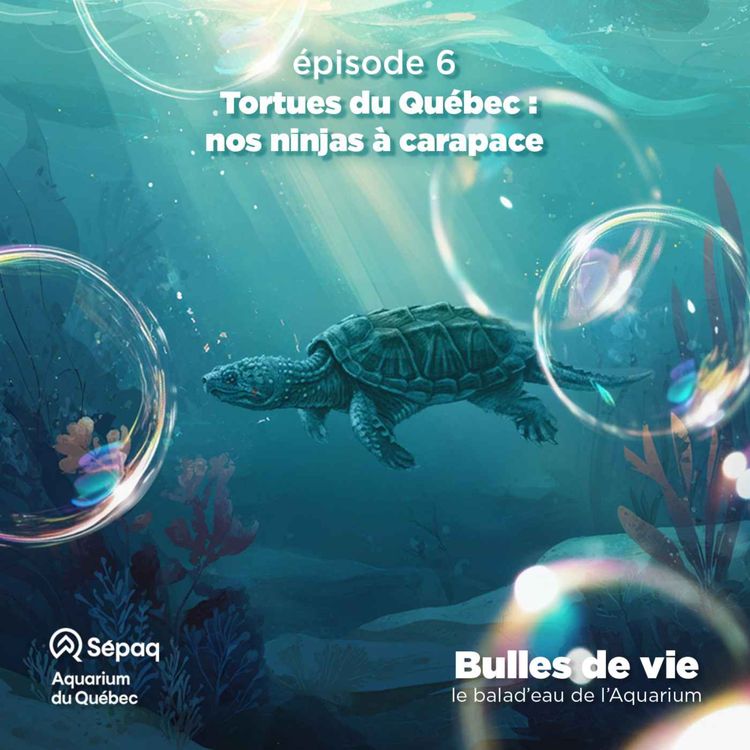 cover art for Épisode 6 - Tortues du Québec : nos ninjas à carapace