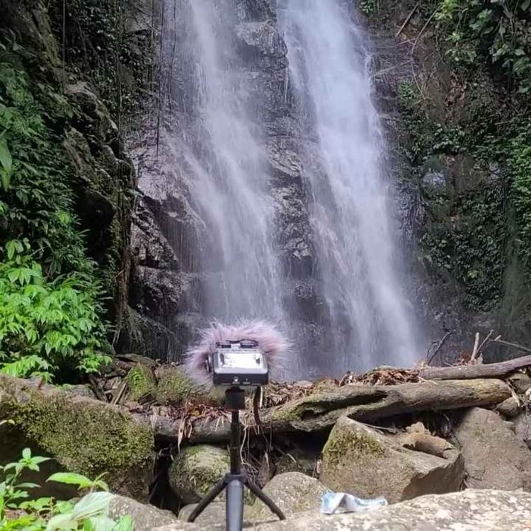 cover art for Waterfalls in the forest