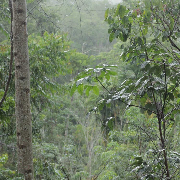 cover art for Jungle environment, Tropical birdsong, frogs, crickets..
