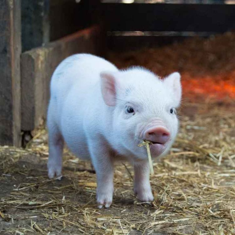 cover art for The Pig That Nearly Started a War