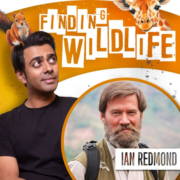 cover art for Ian Redmond - In Dian Fossey's Footsteps