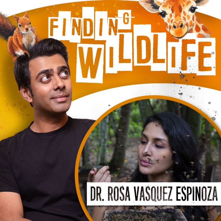 cover art for Dr Rosa Vásquez Espinoza - Saving the Stingless Bee