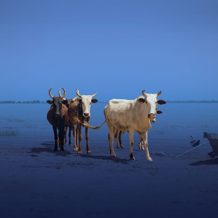cover art for Protecting the Lake Chad Basin Through International Cooperation