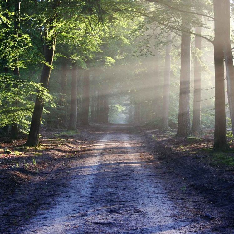 cover art for Morning Routine Meditation | Setting Up a Successful Day