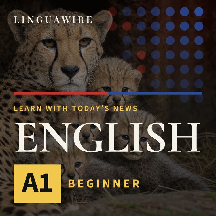 cover art for A1 English News | How Five Cheetah Cubs Survived a Difficult Start