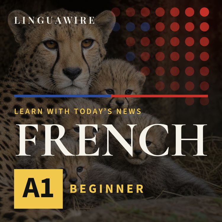 cover art for A1 French News | How Five Cheetah Cubs Survived a Difficult Start