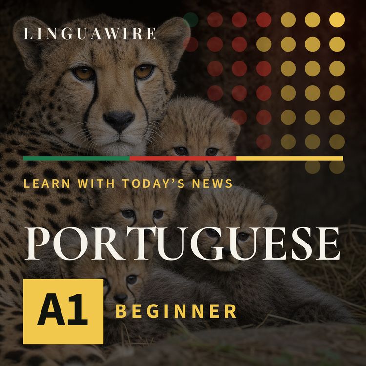 cover art for A1 European Portuguese News | How Five Cheetah Cubs Survived a Difficult Start