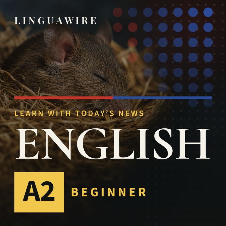 cover art for A2 English News | Mice Lose Synapses but Keep Their Memories