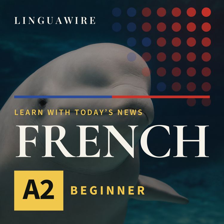 cover art for A2 French News | Seven Beluga Whales Arrive in Texas