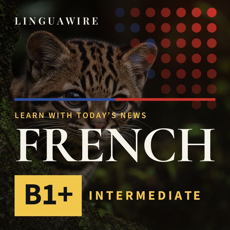 cover art for B1 French News | New Cat Species Found After 100 Years