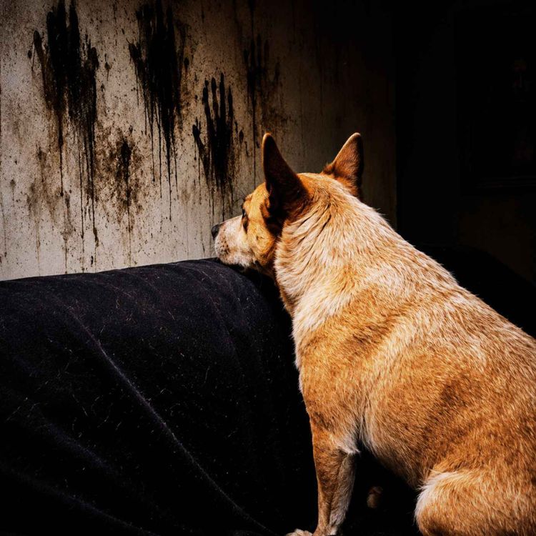 cover art for MI PERRO LE LADRA A LA PARED | 3 Historias REALES de Terror