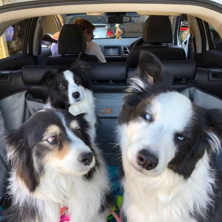 cover art for Eamon, Mel & their Border Collies: Movie Sets, Therapy Dogs & Vet Bills