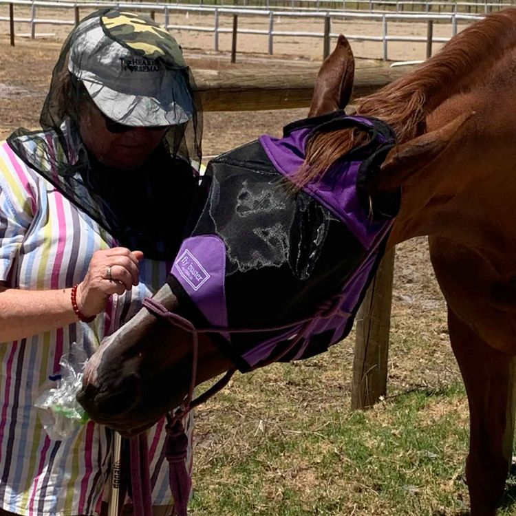 cover art for The Animals Don't Judge: A Lifelong Love of Horses