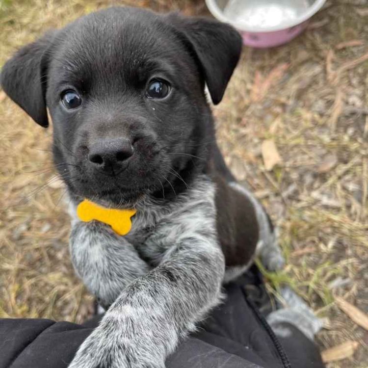 cover art for Anna's dog found her the community she didn't know she needed. 