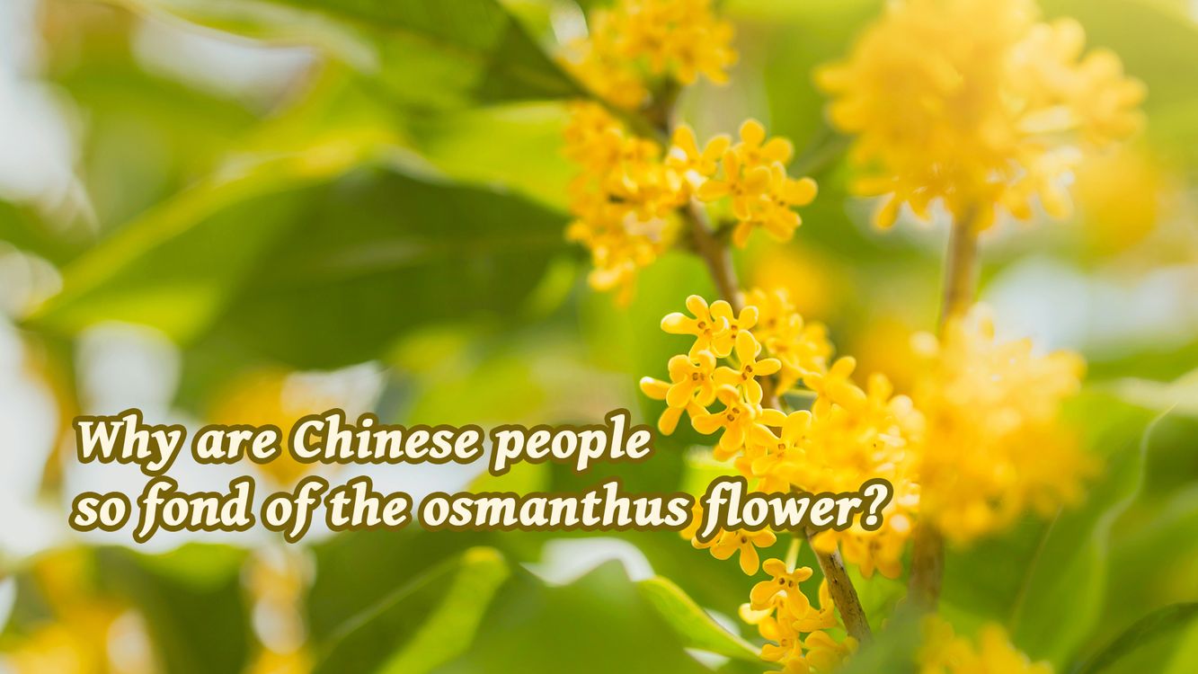 cover art for Why are Chinese people so fond of the osmanthus flower?