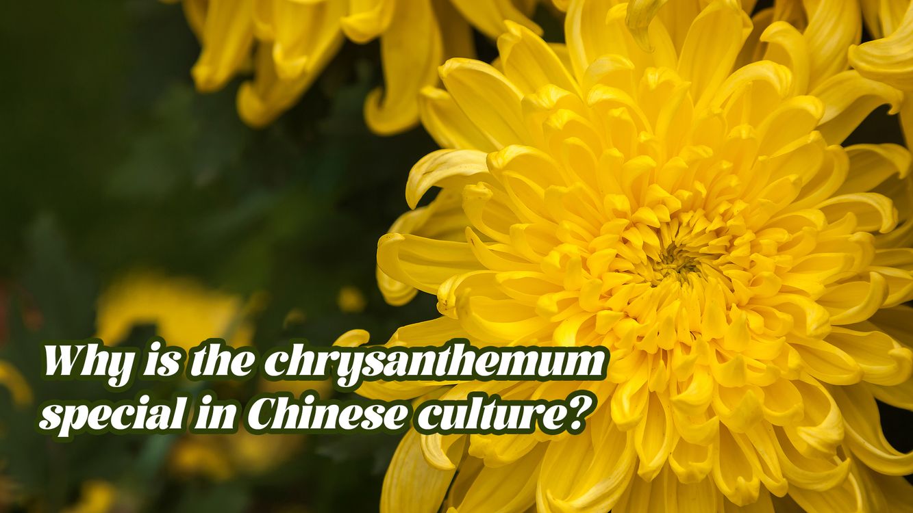 cover art for Why is the chrysanthemum special in Chinese culture?