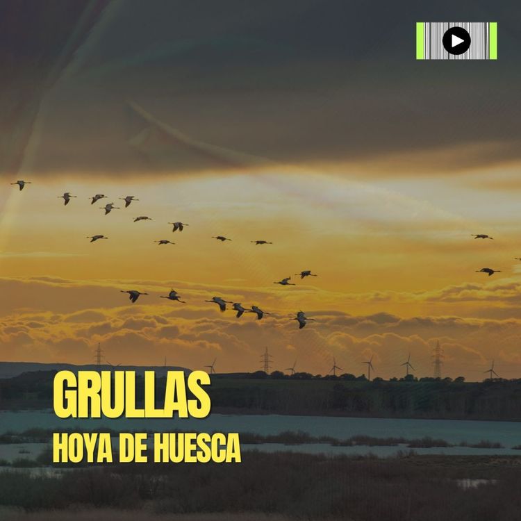 cover art for Grullas