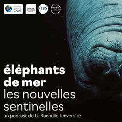 cover art for Éléphants de mer, les nouvelles sentinelles - La Rochelle Université
