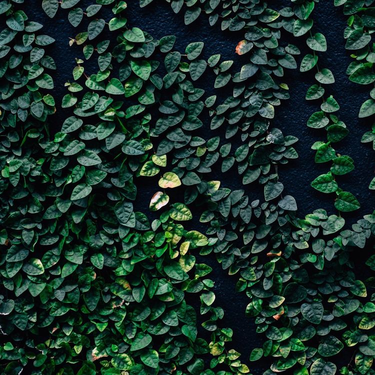 cover art for Doppelklang